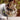 TrackCat | GPS Volgsysteem voor Katten met Real-Time Updates - Bliss Home
