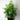 BotanicalBliss | Luxe Kunstplanten Voor Huis en Tuin - Bliss Home
