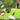 GardenScraper - Multifunctionele Tuinschoonmaak Tool - Efficiënt en Makkelijk in Gebruik - Bliss Home