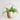 ExtonLeaf – Hangende Plantenpot in Modern Design - Bliss Home